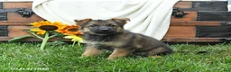 German Shepherd dogs for sale: Orchid - Ad 3