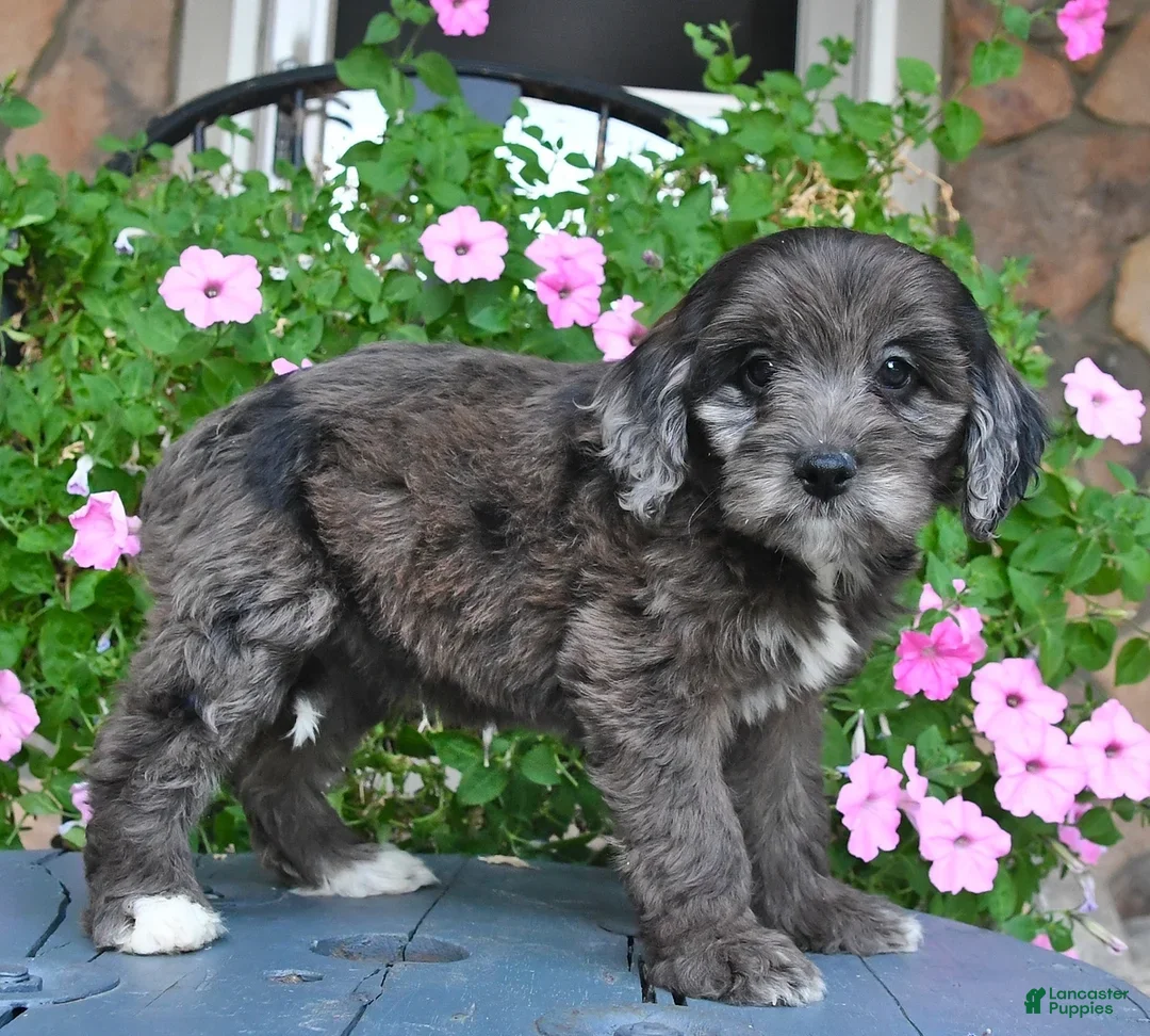 Mixed Breed dogs Paris - Ad 1