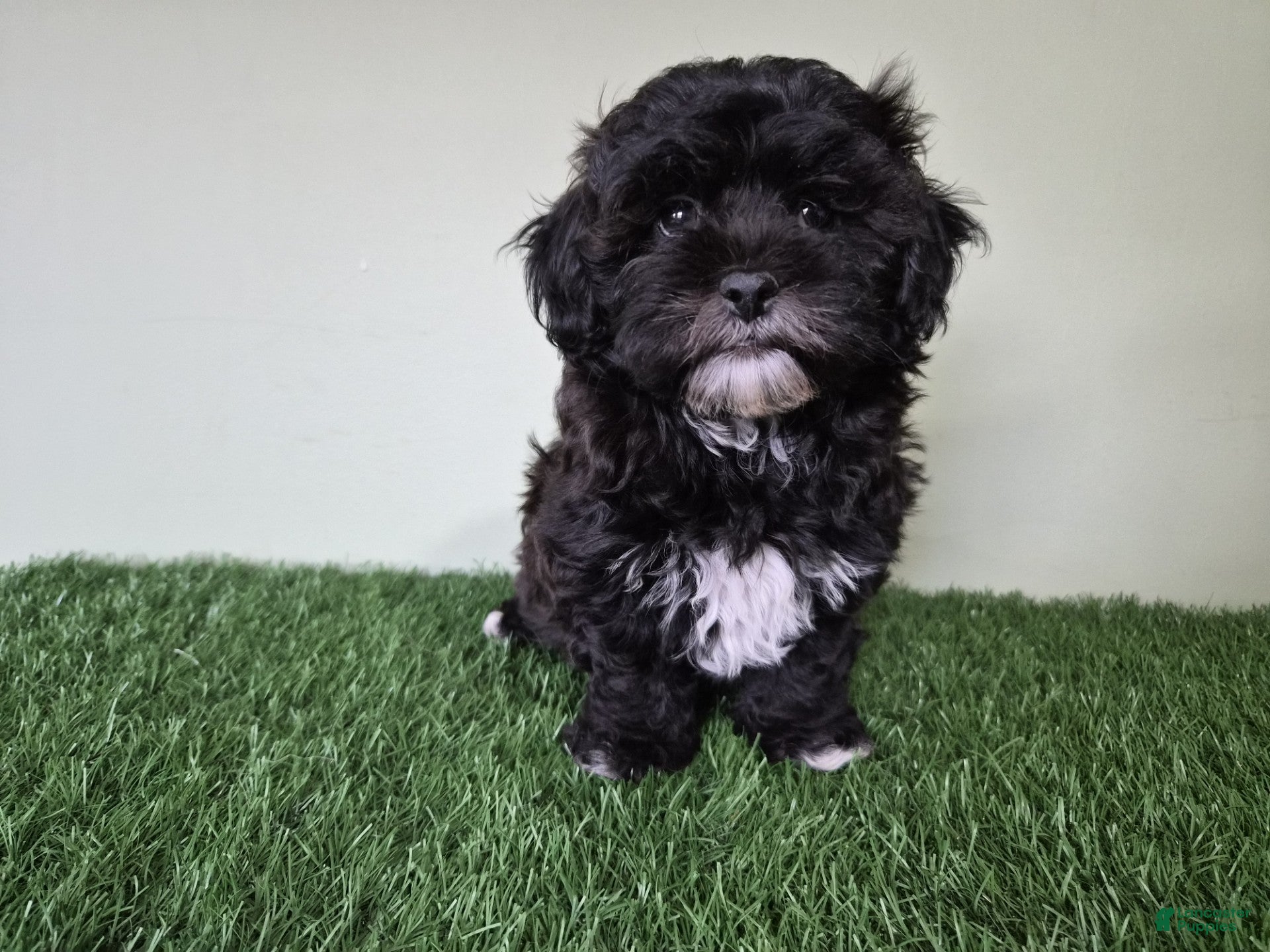 Shihpoo dogs Oreo - Ad 2