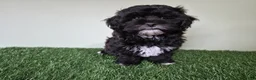 Shihpoo dogs for sale: Oreo - Ad 2