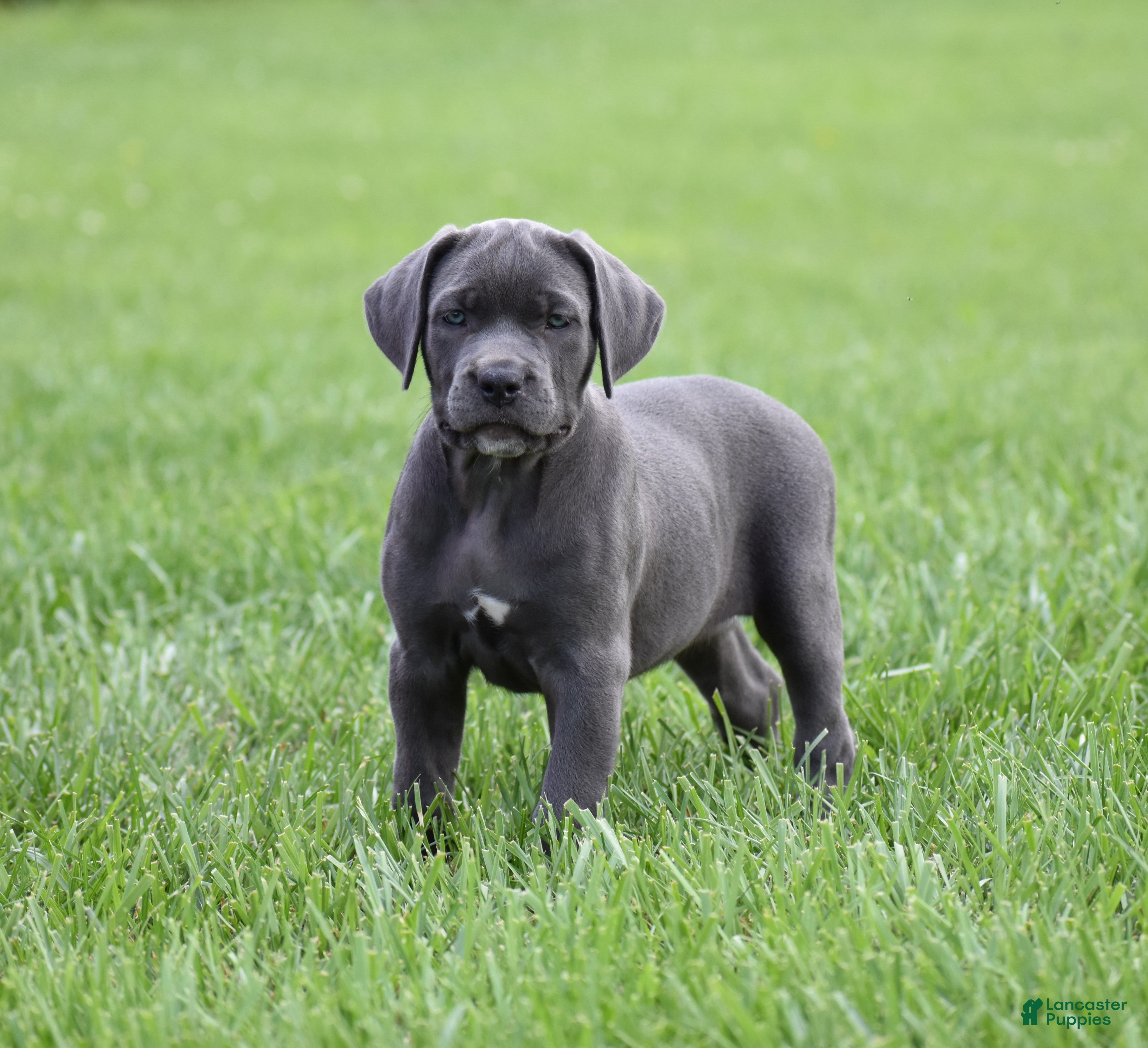 Cane Corso dogs Jo - Ad 1