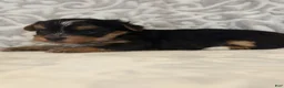 Yorkshire Terrier dogs for sale: Spirit - Ad 3