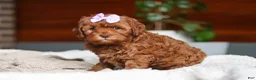 Cockapoo dogs for sale: Willow - Ad 7