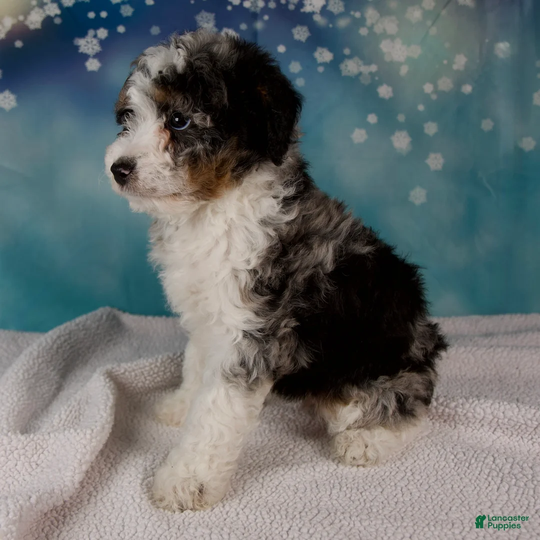 Mini Bernedoodle dogs for sale: Cheryl - Ad 4