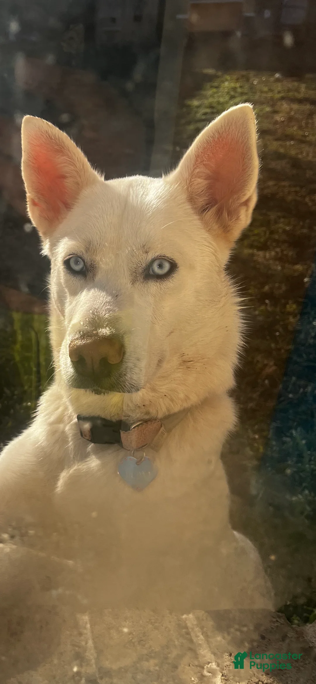 Mixed Breed dogs for sale: Rose - Ad 2