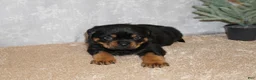 Rottweiler dogs for sale: Duke - Ad 2