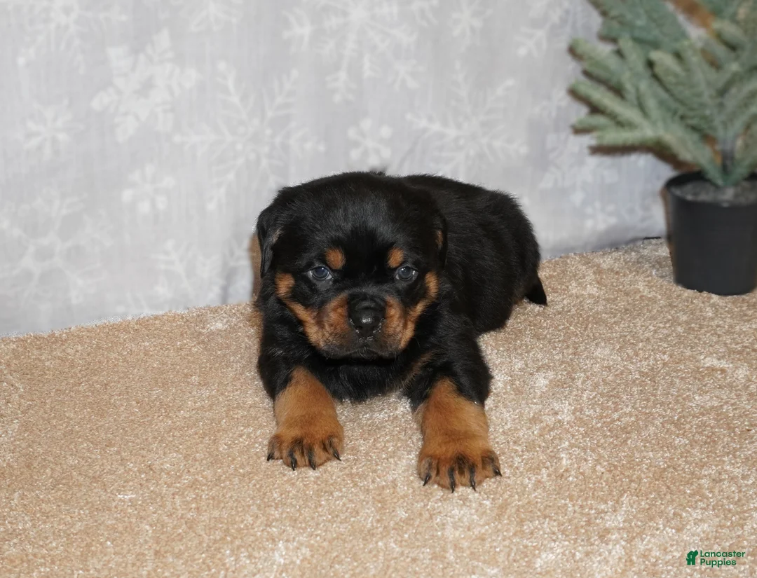 Rottweiler dogs for sale: Duke - Ad 2