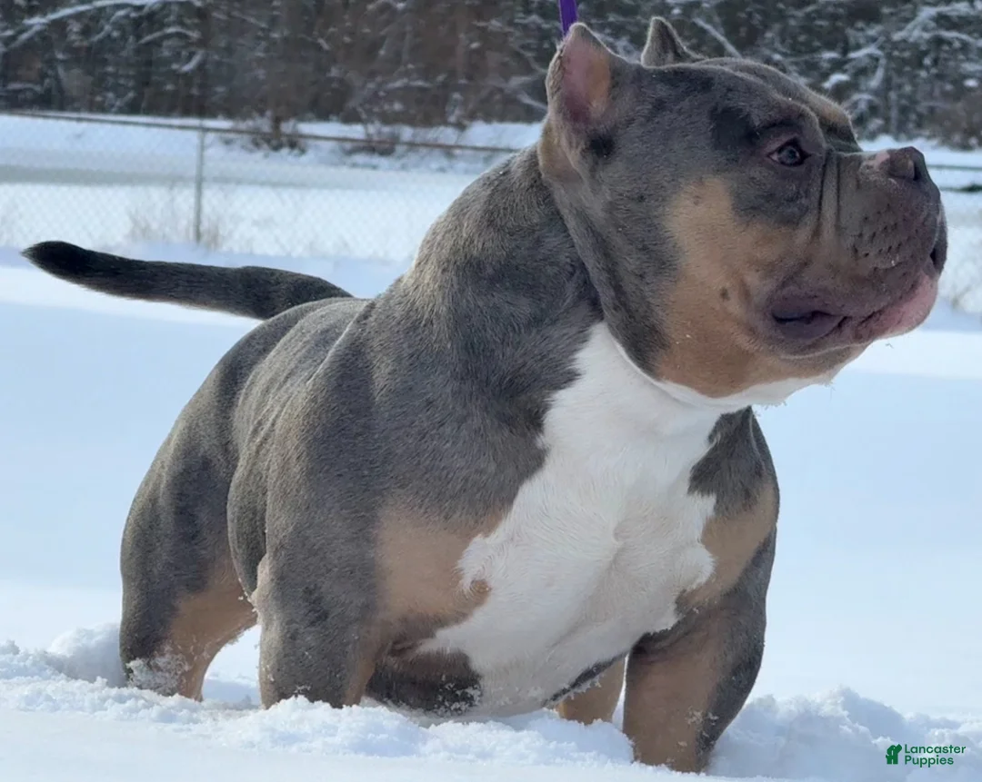 American Bully dogs for sale: American Bully Puppy 1 - Ad 16