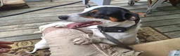 Jack Russell Terrier dogs for sale: Jack Russell Terrier 3 - Ad 19