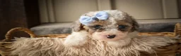 Miniature Poodle dogs for sale: Juno🦴  - Ad 5
