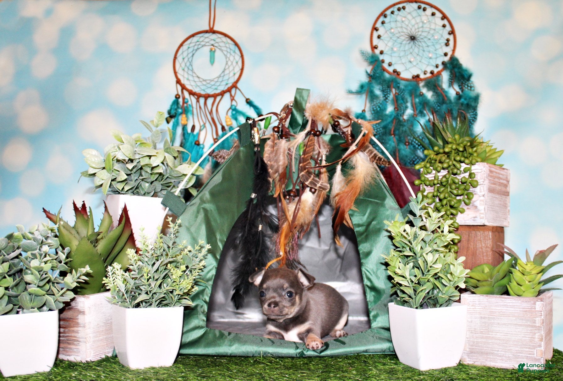 Chihuahua dogs Wendall - Ad 14