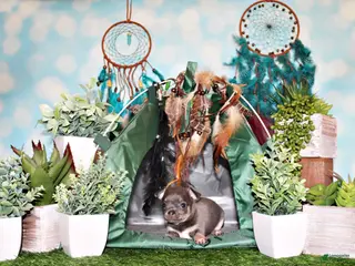 Chihuahua dogs Wendall - Ad 14