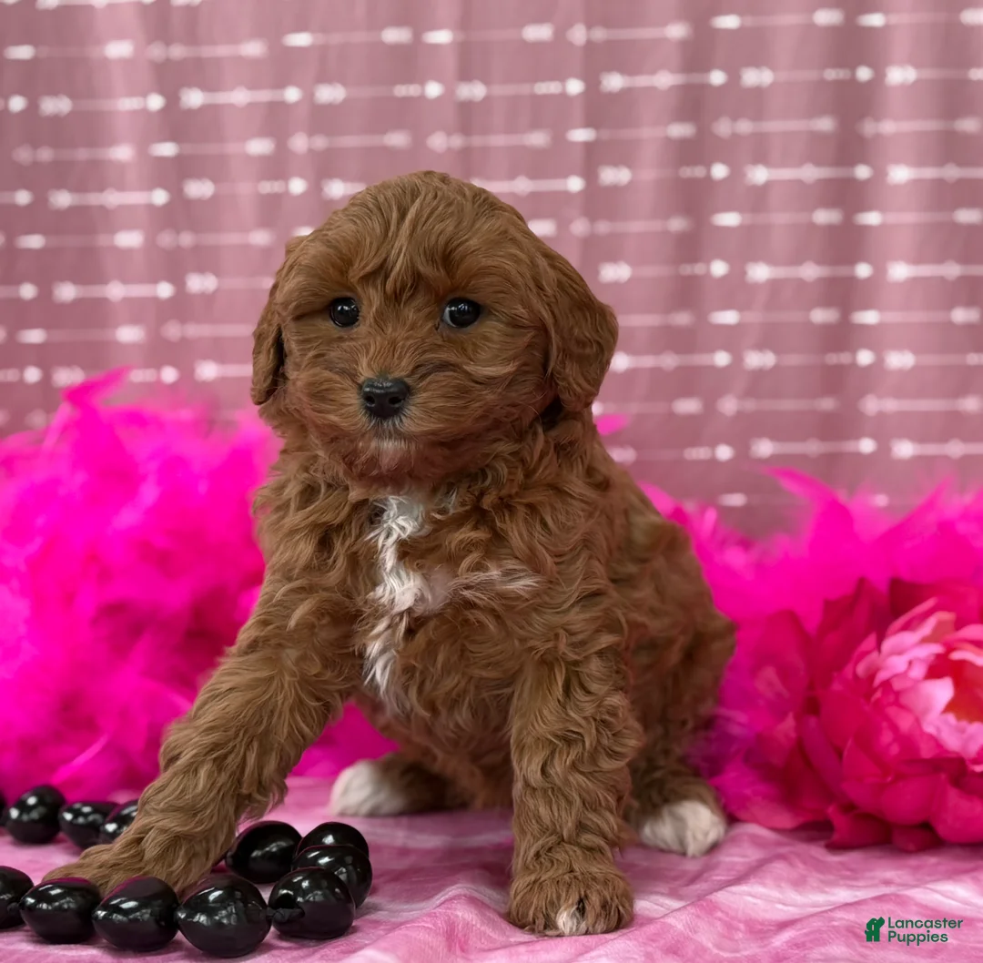Cavapoo dogs for sale: Dulcie  - Ad 5