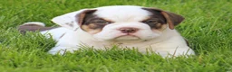 Beabull dogs for sale: Brittany - Ad 5
