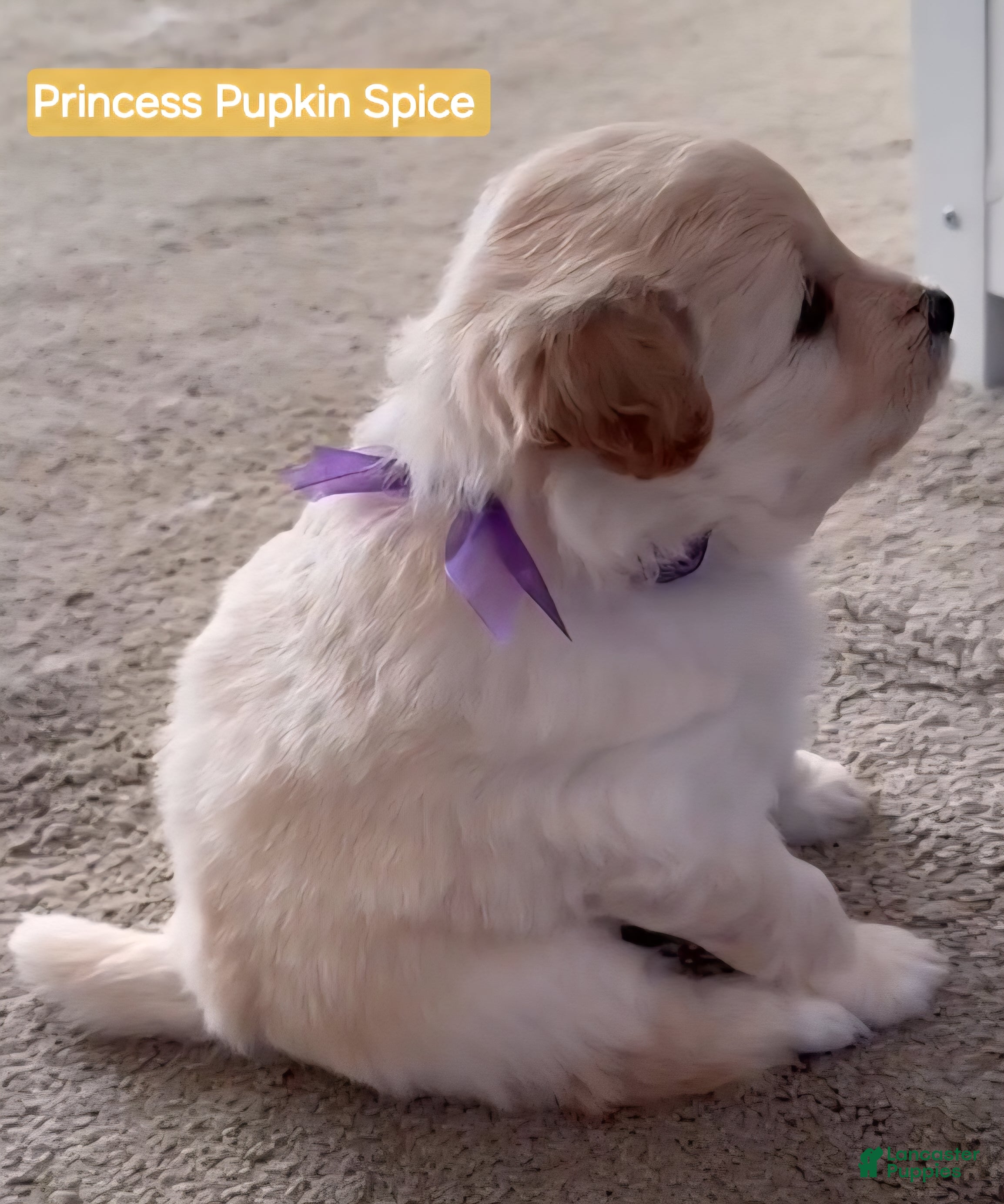 Mixed Breed dogs for sale: Samoyed - Poodle Doodle Sammypoo 5 - Ad 2