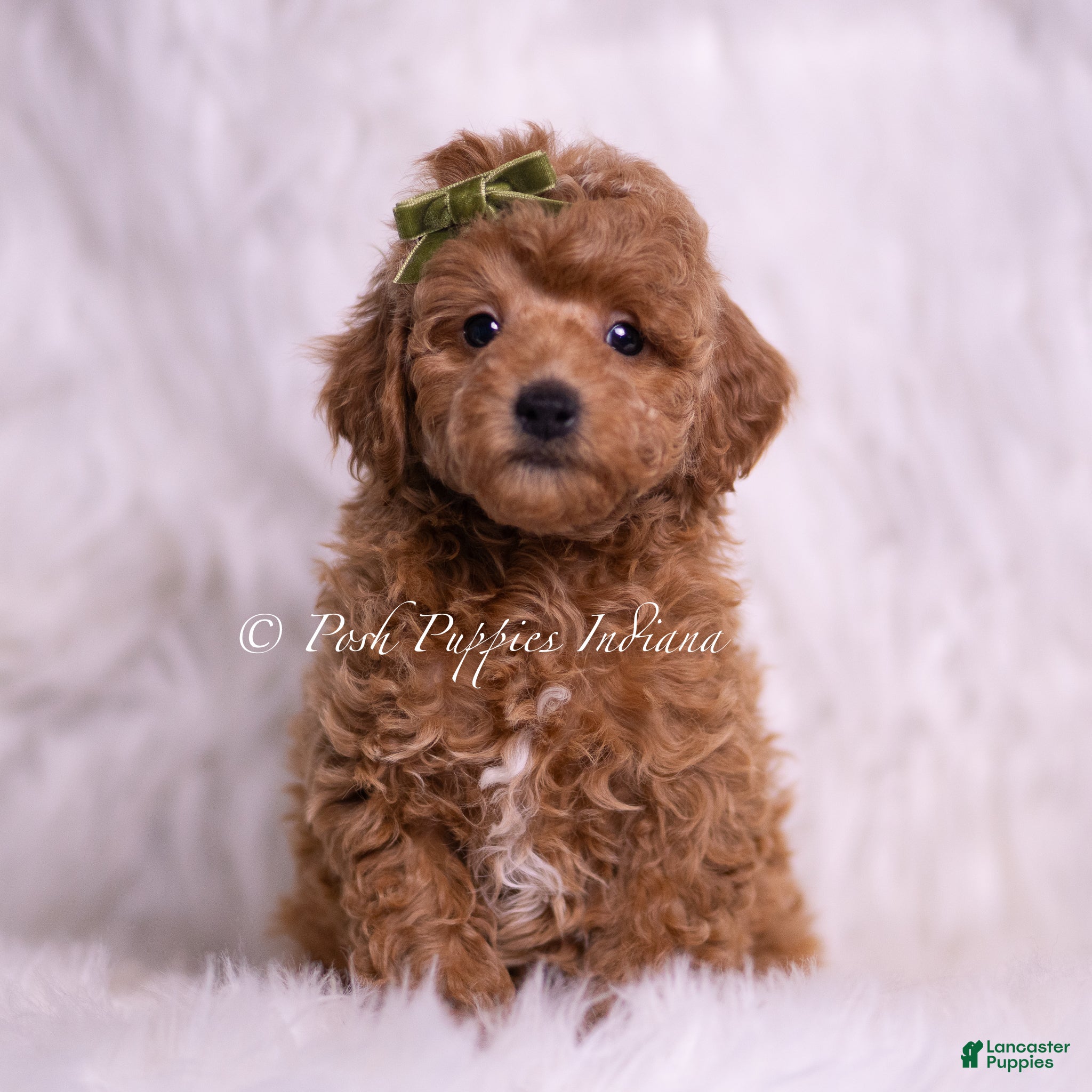 Toy Poodle dogs Biscotti - Ad 4
