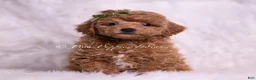 Toy Poodle dogs for sale: Biscotti - Ad 1