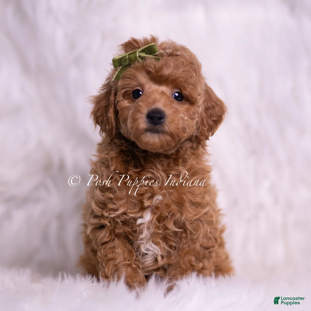 Toy Poodle dogs for sale: Biscotti - Ad 1