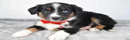 Miniature Australian Shepherd dogs for sale: Rocky - Ad 4