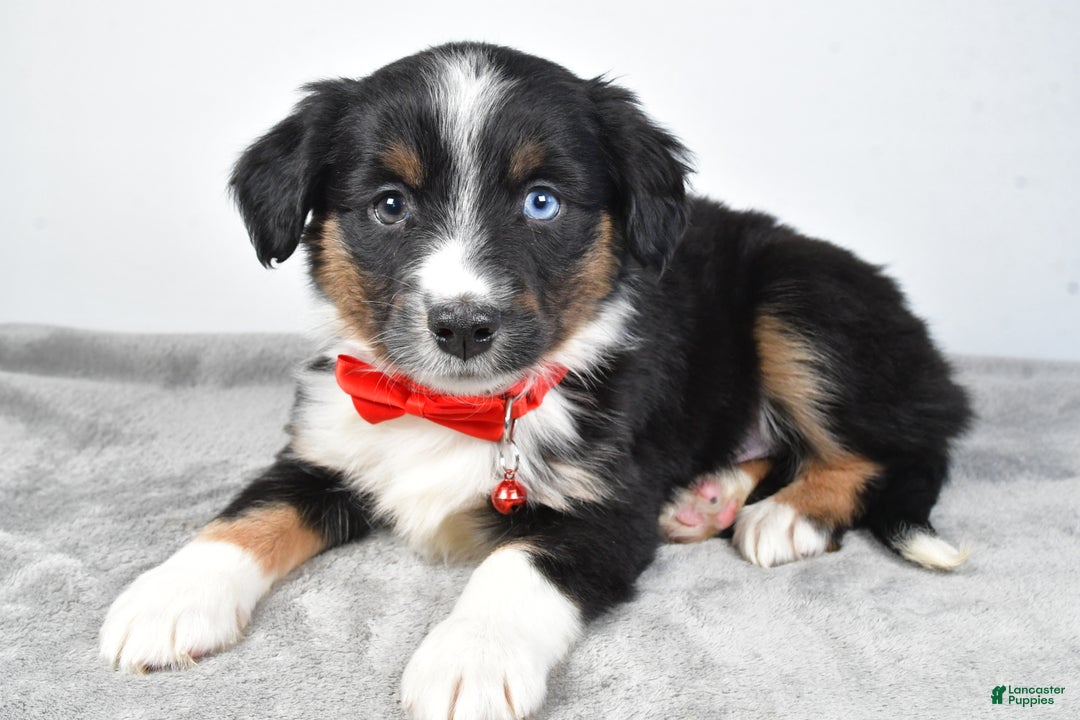 Miniature Australian Shepherd dogs for sale: Rocky - Ad 4