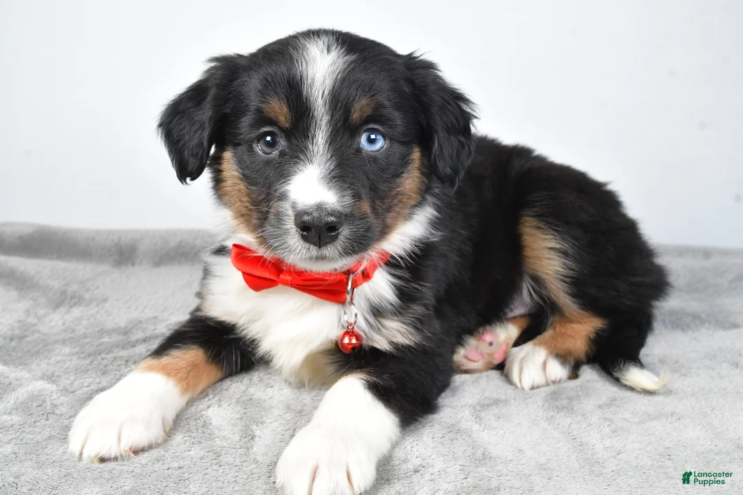 Miniature Australian Shepherd dogs for sale: Rocky - Ad 4