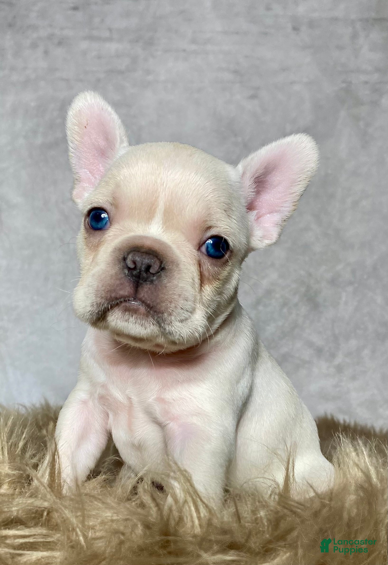 Frenchton dogs Mr. Archie - Ad 1