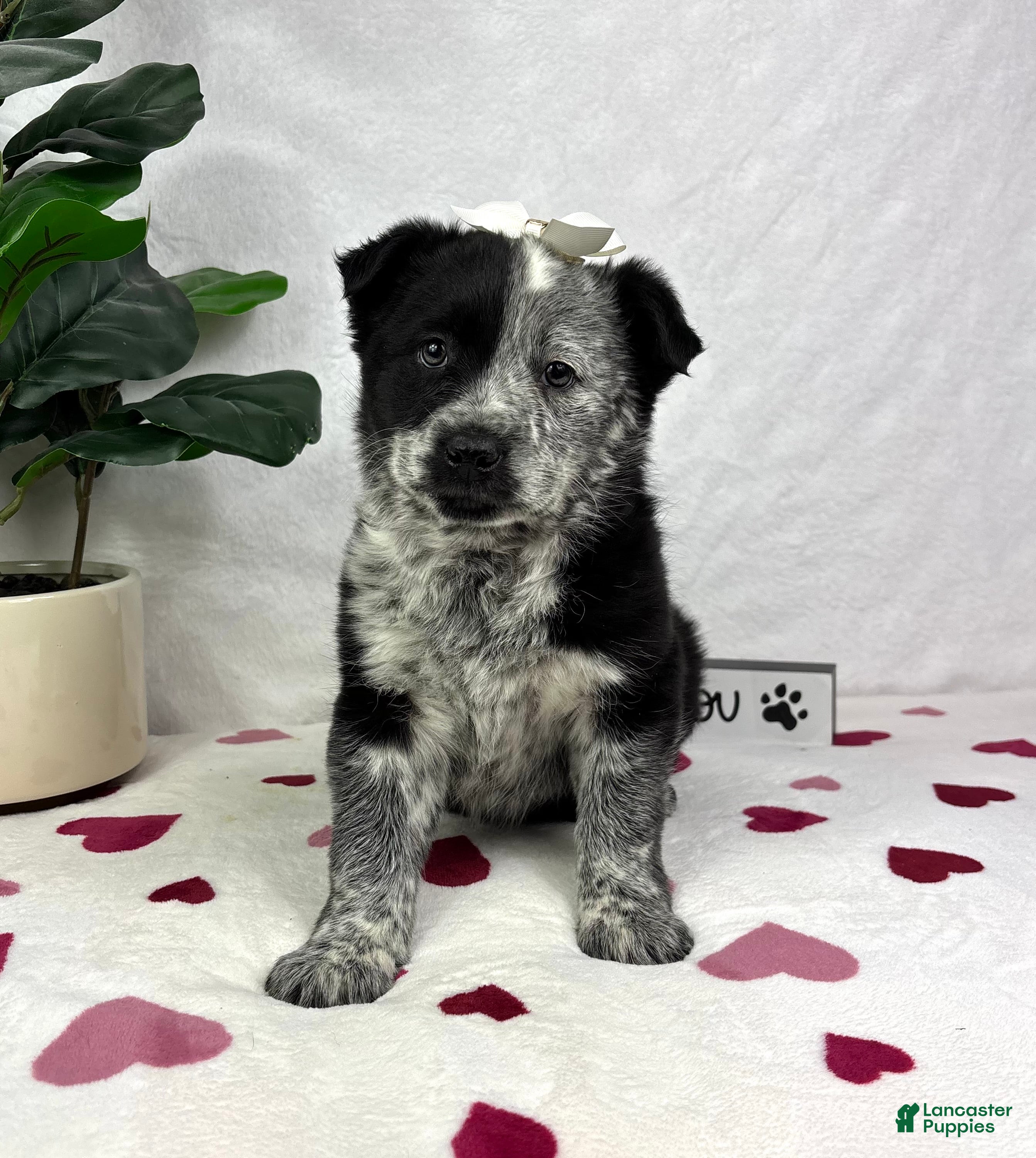 Mixed Breed dogs Mable - Ad 34