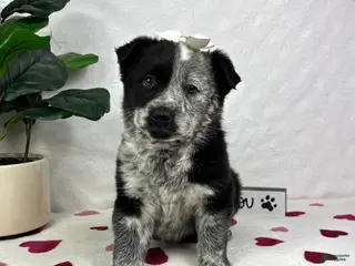 Mixed Breed dogs Mable - Ad 40