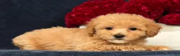 Bichpoo dogs for sale: Oprah - Ad 3