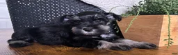 Miniature Schnauzer dogs for sale: Diesel - Ad 7