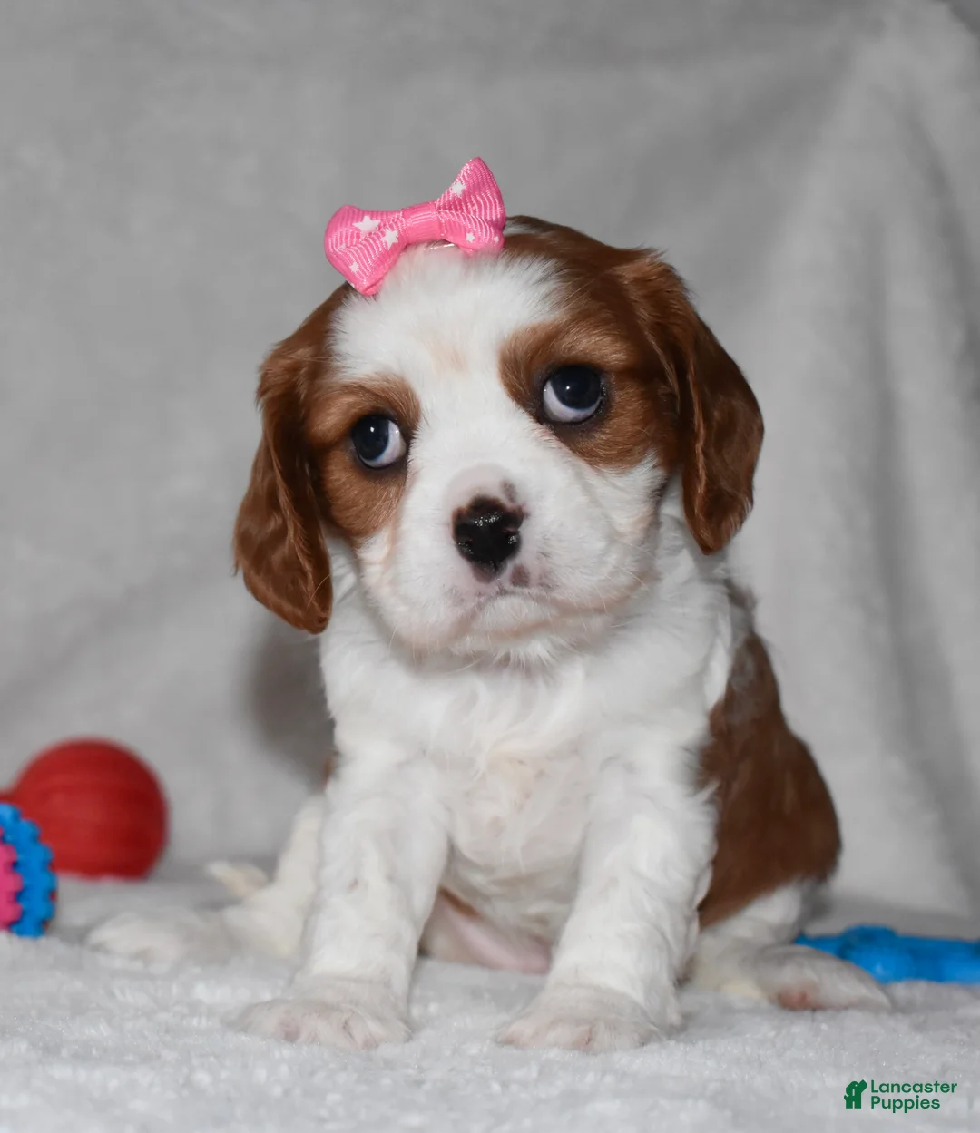 Cavalier King Charles Spaniel dogs for sale: Queenie  - Ad 2