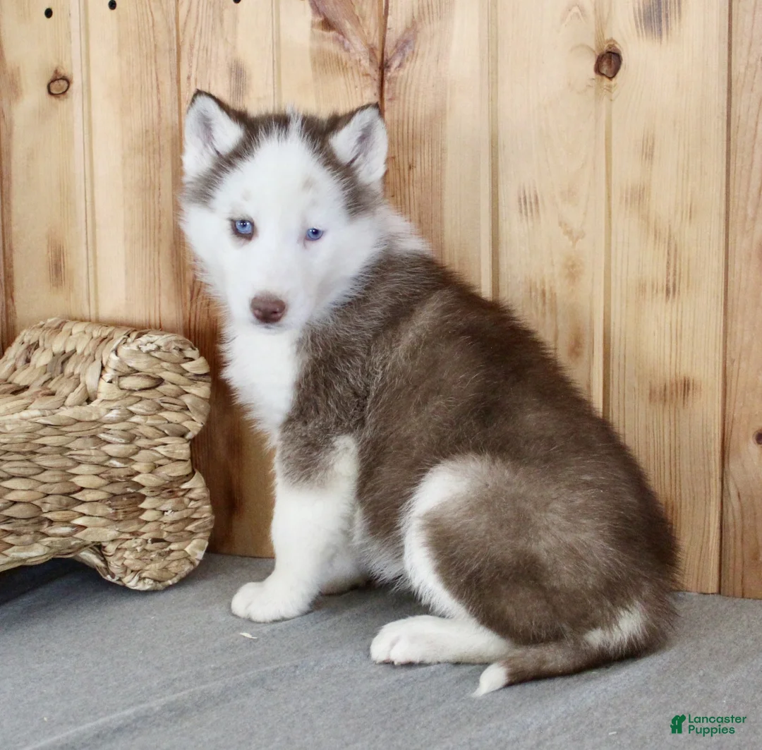Siberian Husky dogs for sale: Dexter - Ad 3