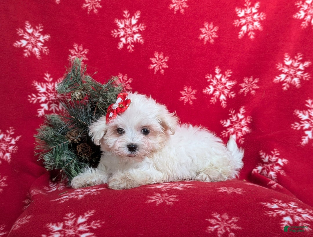Maltese dogs for sale: Brea 7 lbs Full Grown - Ad 5