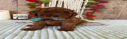 Mini Goldendoodle dogs for sale: Mr. Sunshine - Ad 13