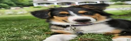 Australian Shepherd dogs for sale: Roxy - Ad 3