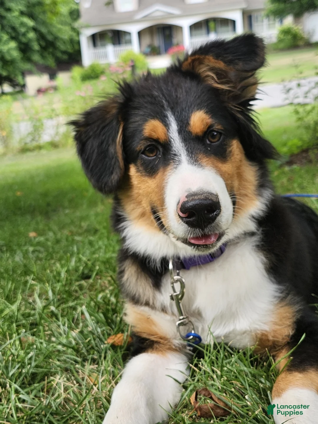 Australian Shepherd dogs for sale: Roxy - Ad 3