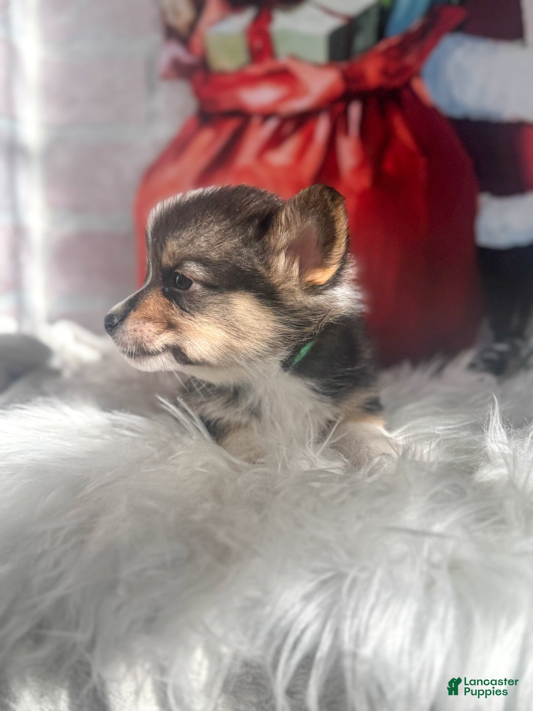 Welsh Corgi Pembroke dogs for sale: Jingle - Ad 2