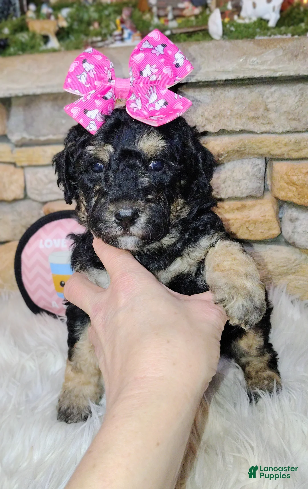 Saint Berdoodles dogs for sale: Lobelia F1b Mini Saint Berdoodle - Ad 3