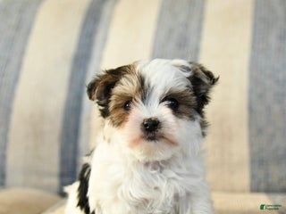 Morkie dogs Freddie - Ad 37
