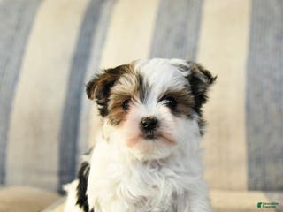Morkie dogs Freddie - Ad 20