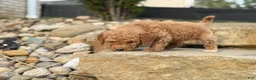 Mini Goldendoodle dogs for sale: Mini Goldendoodle (Archie) - Ad 2