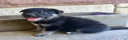 German Shepherd dogs for sale: Peter - Ad 11