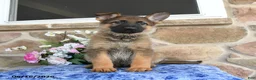 German Shepherd dogs for sale: Sasha - Ad 2