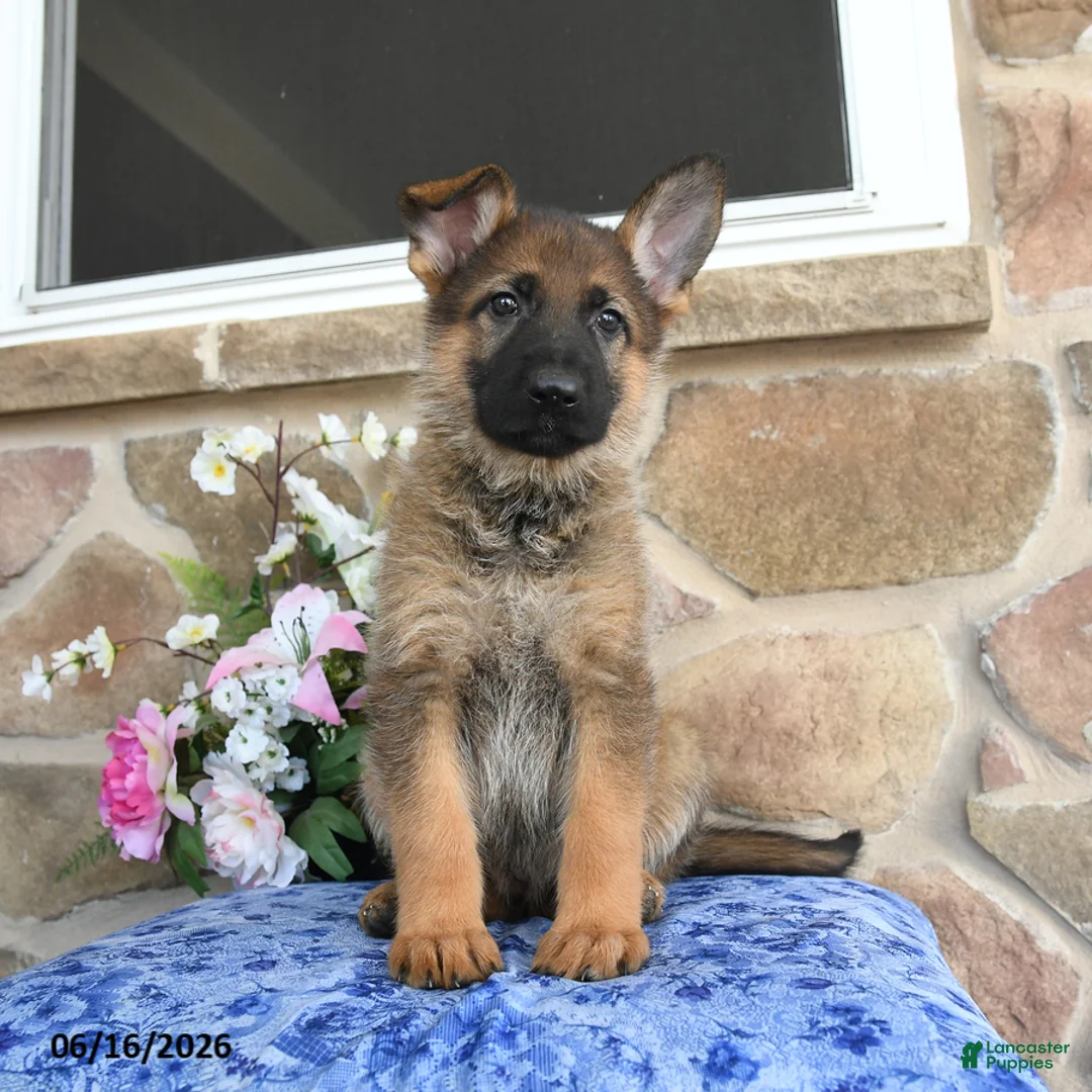 German Shepherd dogs for sale: Sasha - Ad 2