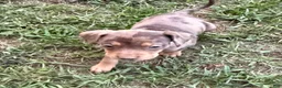 Catahoula Leopard Dog dogs for sale: Carrie - Ad 8