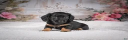 Miniature Dachshund dogs for sale: AKC-Mary - Ad 4