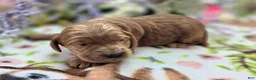 Cockapoo dogs for sale: Cerulean - Ad 5