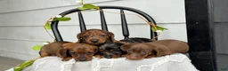 Miniature Dachshund dogs for sale: Dixi - Ad 14