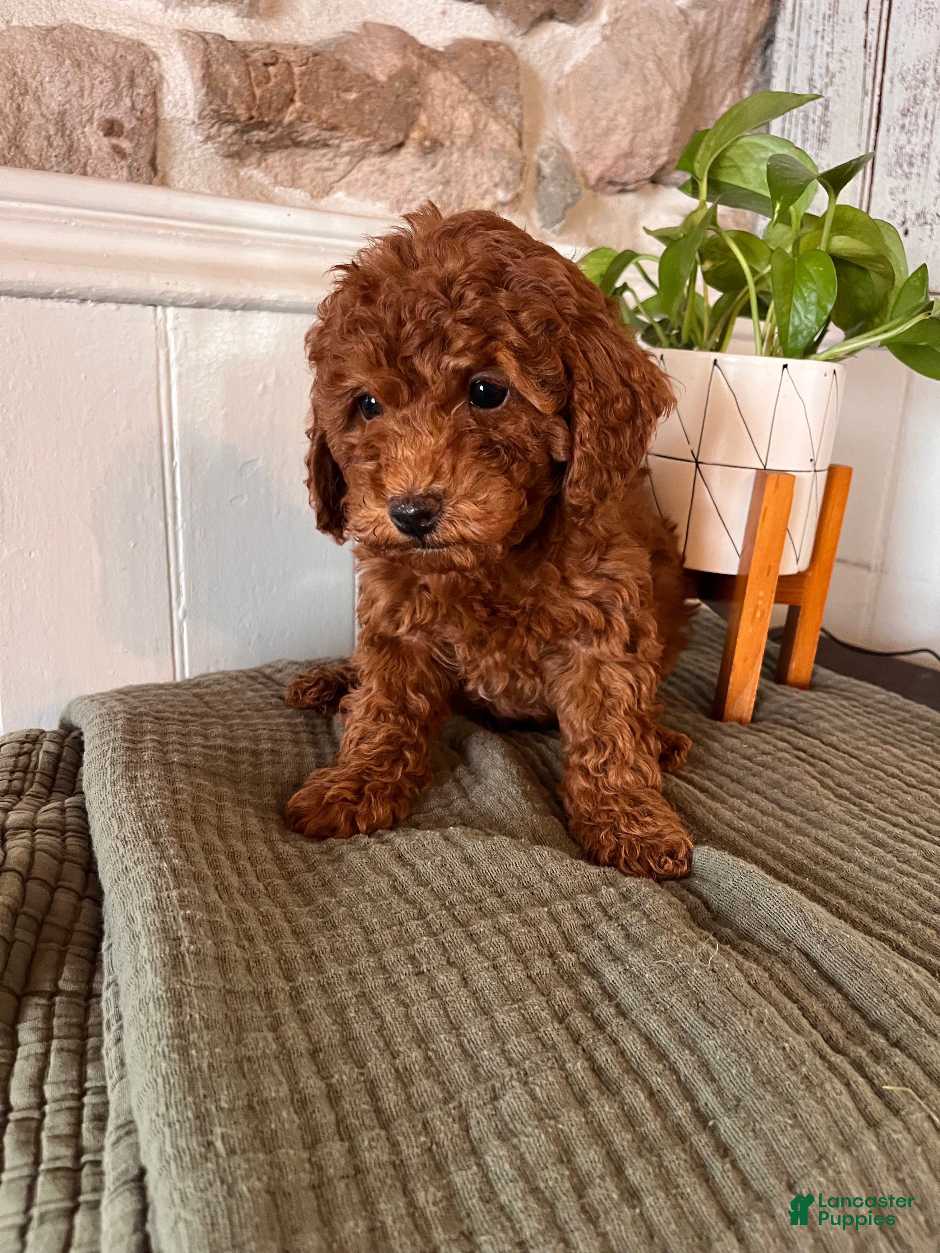 Toy Poodle dogs for sale: Big Ben - Ad 4