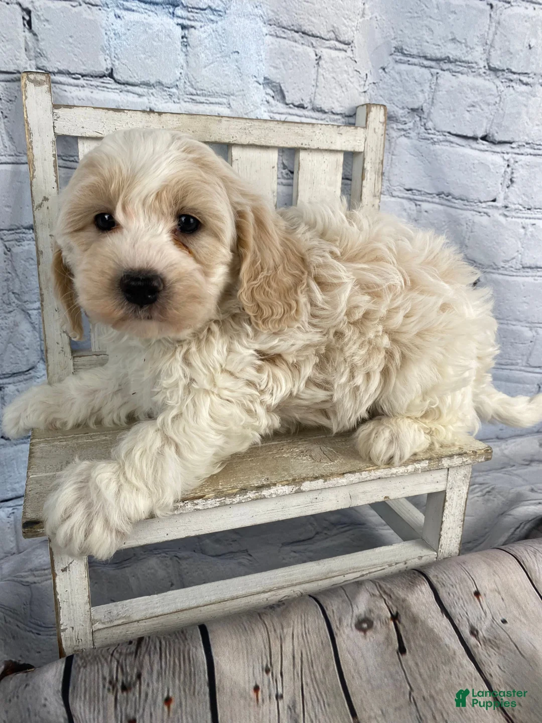 Cavapoo dogs for sale: Larry - Ad 12